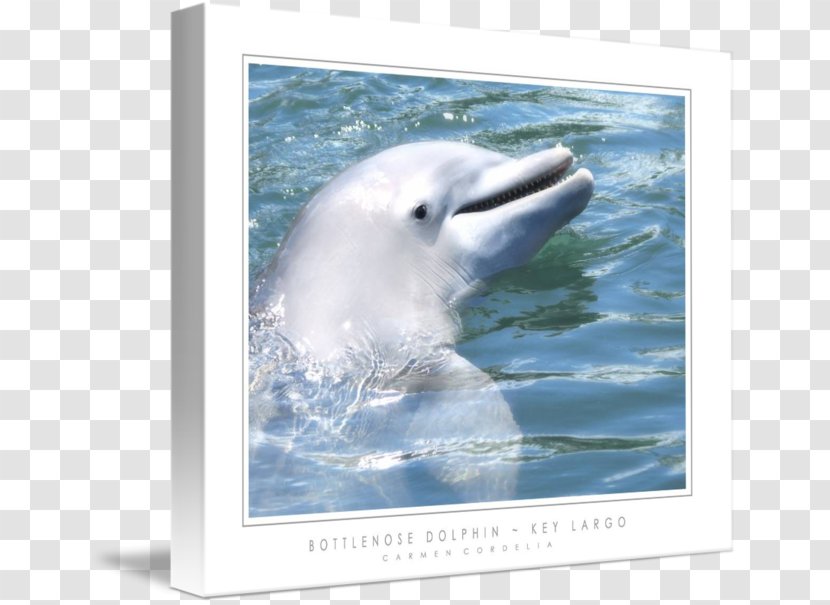 Tucuxi Common Bottlenose Dolphin Key Largo Wholphin West - Fauna Transparent PNG