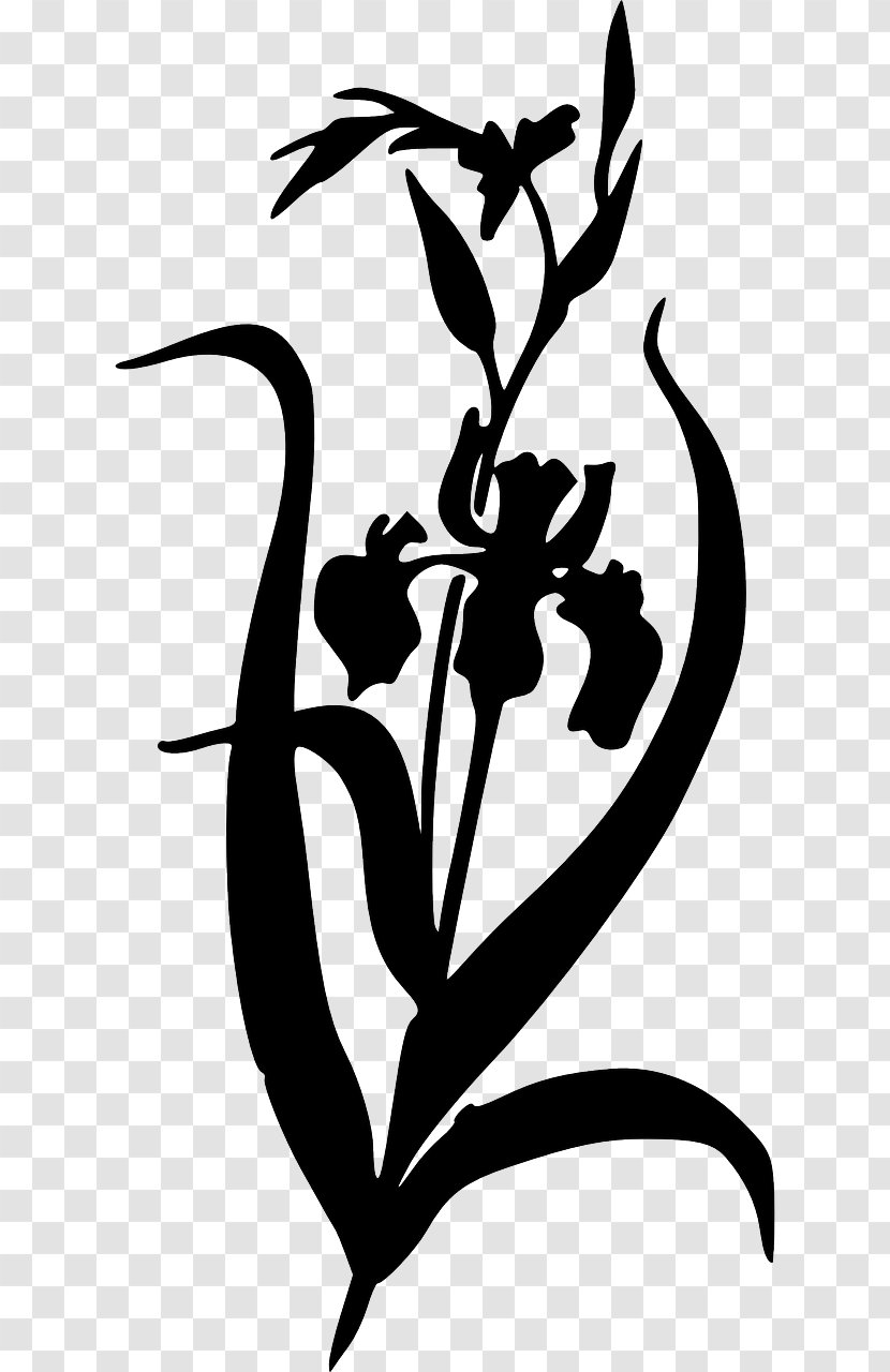 Irises Drawing Clip Art - Plant - Skunk Transparent PNG