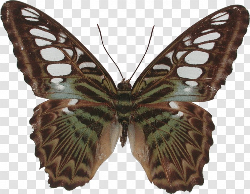 Butterfly Gossamer-winged Butterflies Silkworm Brush-footed Bird - Moth Transparent PNG