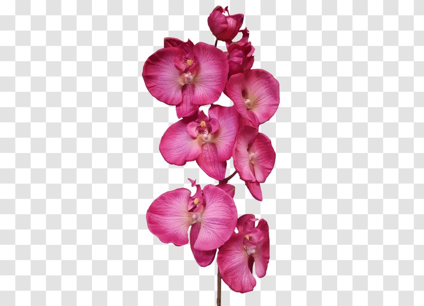 Moth Orchids Cut Flowers Pink M Petal Transparent PNG