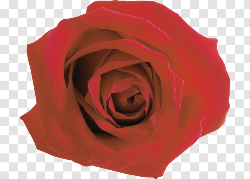 Garden Roses Flower Clip Art Transparent PNG