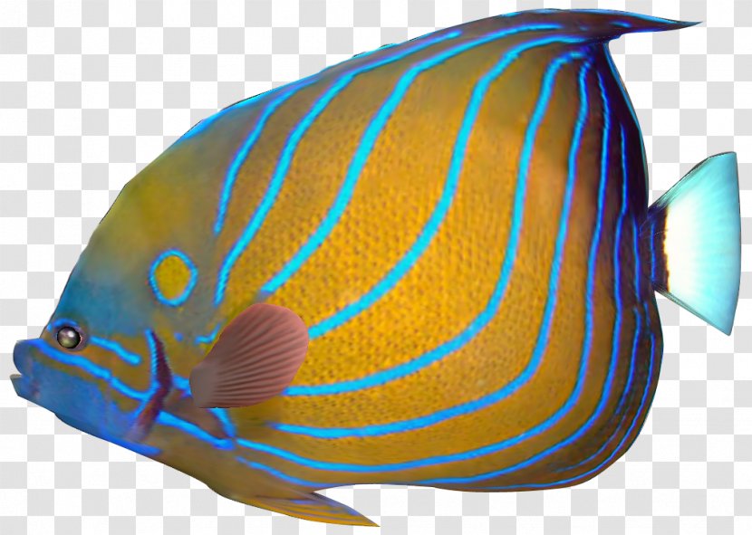 Angelfish Carassius Auratus Red Lionfish Tropical Fish Clip Art - Exotic Cliparts Transparent PNG
