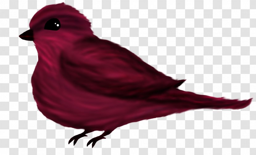 Beak Feather RED.M Transparent PNG