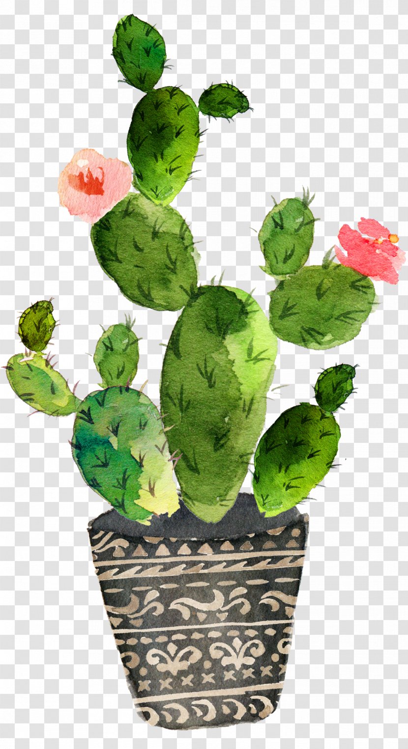 Cactaceae Watercolor Painting Succulent Plant - Zazzle - Cactus Transparent PNG