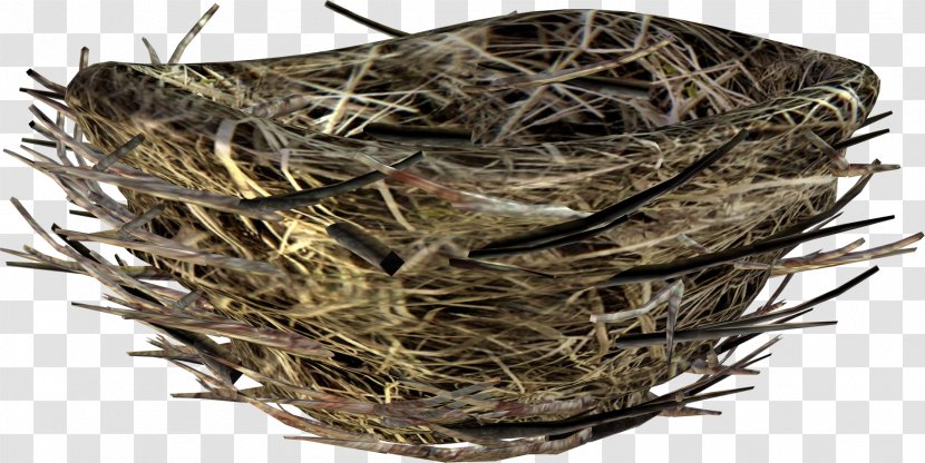 Bird Nest Rook - Egg Transparent PNG