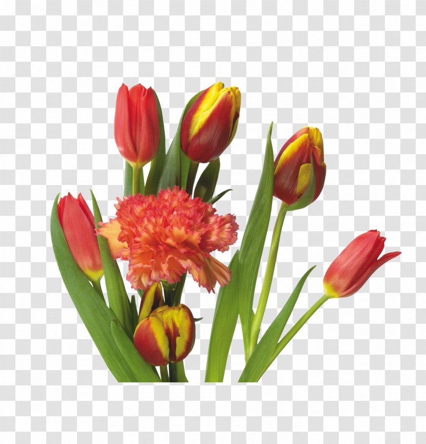 Indira Gandhi Memorial Tulip Garden Flower - Artificial Transparent PNG