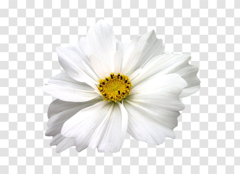 Cut Flowers Chrysanthemum Plant White - Flower Transparent PNG