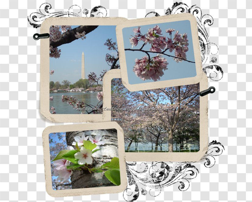 Cherry Blossom Blog Spring - Mood - Tree Frame Transparent PNG