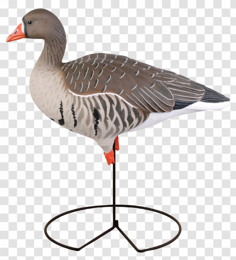 Greater White-fronted Goose Duck Mallard Decoy - Whitefronted Transparent PNG