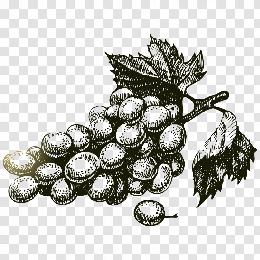 Common Grape Vine Wine Vintage - Tree Transparent PNG