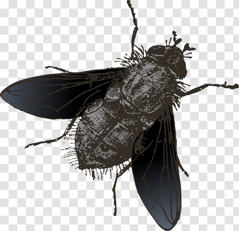 Insect Fly - Cicadas - Vector Painted Flies Transparent PNG