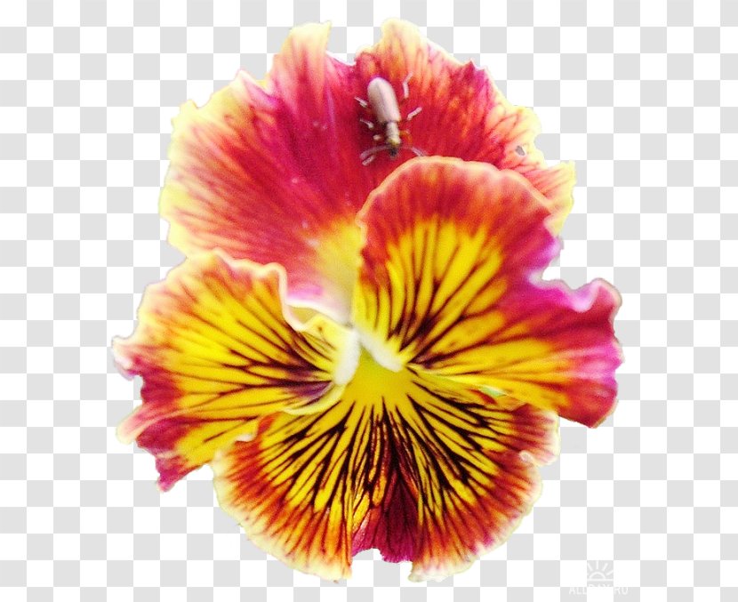 Pansy Annual Plant Magenta Lily Of The Incas Family M Invest D.o.o. - Pnk - Bleu Et Violet Transparent PNG