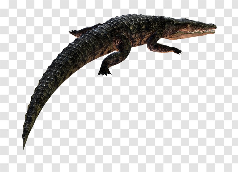 Blog Animal Crocodiles PhotoScape Caiman - Lizard - COCODRILO Transparent PNG
