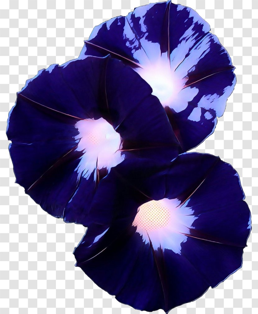 Pansy Morning Glory - Family - Violet Transparent PNG