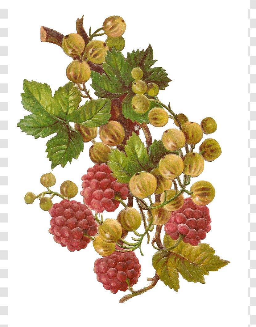 Grape Raspberry Strawberry Clip Art - Branch - Fall Berries Cliparts Transparent PNG
