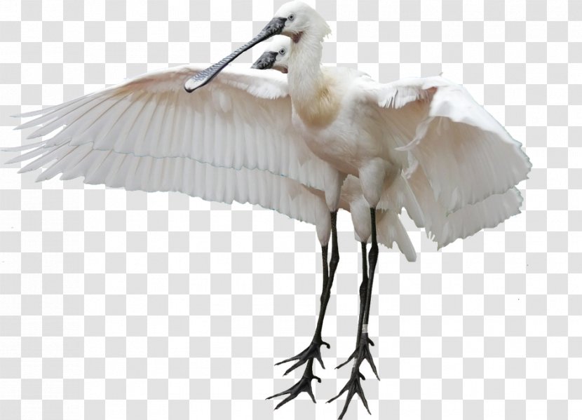 White Stork Bird Crane Heron Egret - Like Transparent PNG