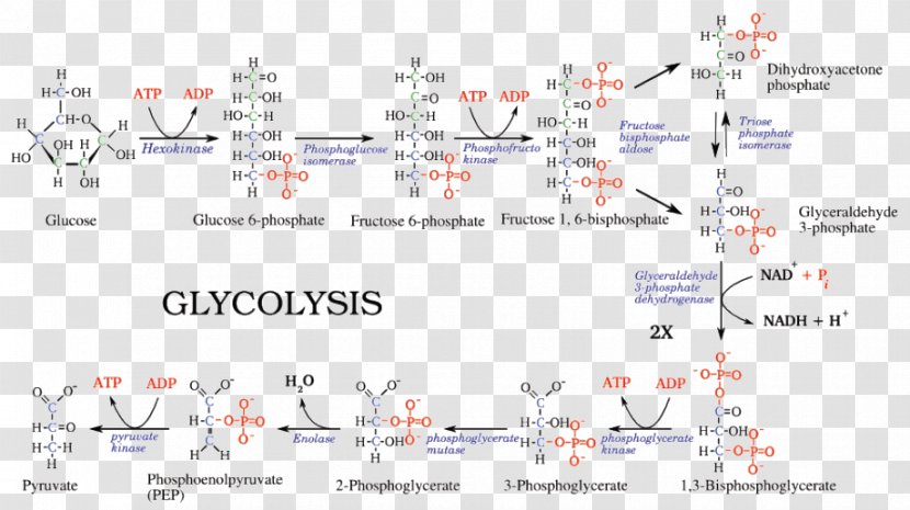 Glycolysis Pyruvic Acid Metabolic Pathway Adenosine Triphosphate Cellular Respiration - Electron Transport Chain - Treadmill Transparent PNG