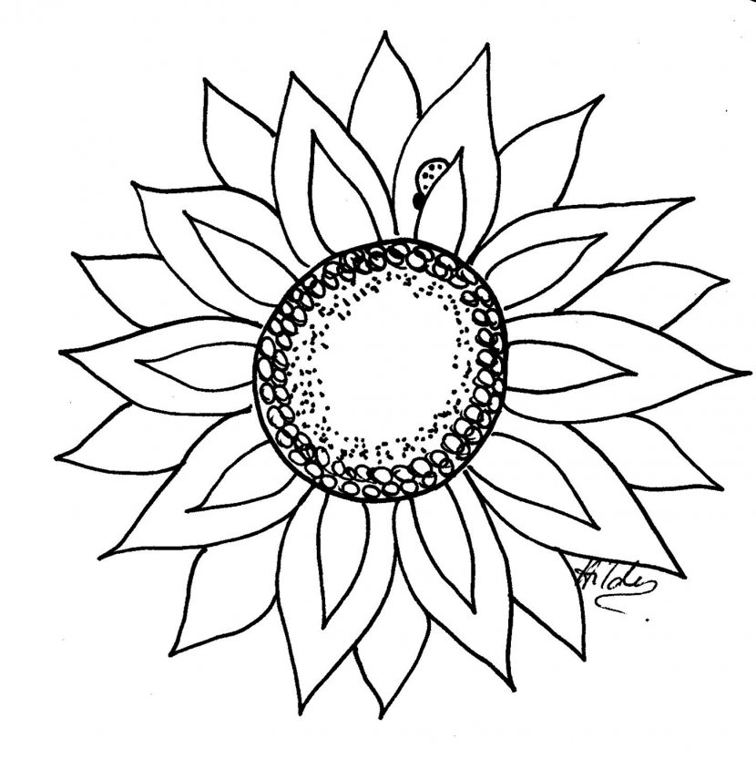 Drawing Black And White Common Sunflower Clip Art - Line Transparent PNG