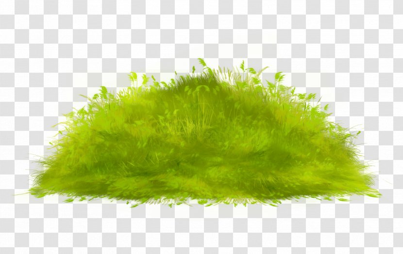 Grass Lawn - Vecteur - Green Transparent PNG