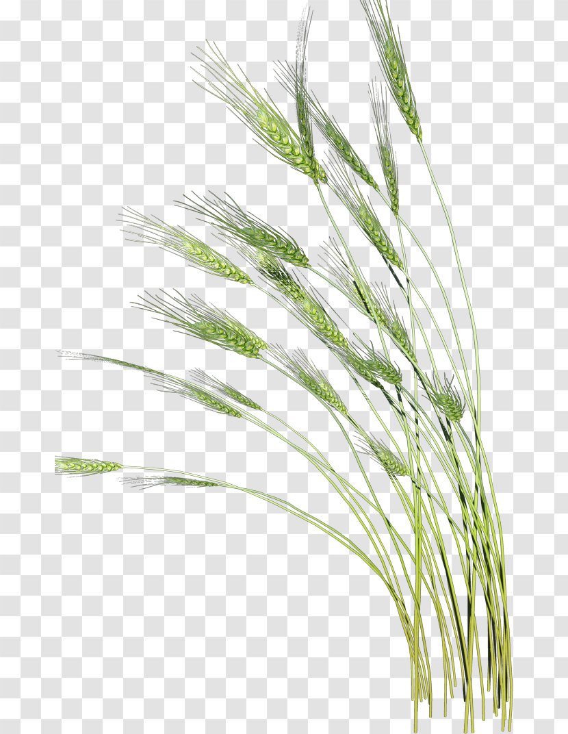 Vaisakhi - Grass - Barley Wheat Transparent PNG