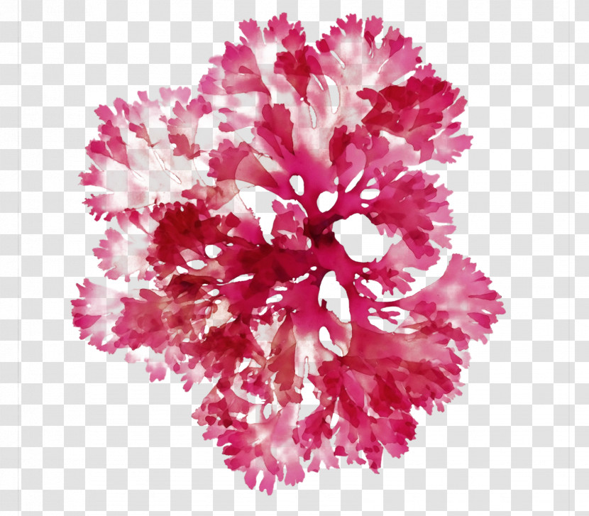 Floral Design Transparent PNG