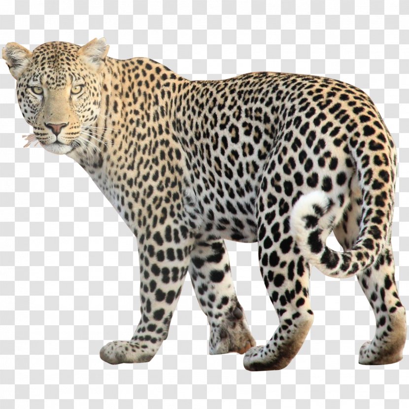 Leopard Jaguar Cheetah Clip Art - Terrestrial Animal - Free Image Transparent PNG