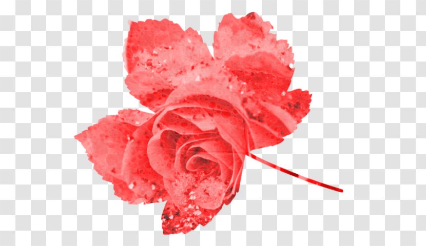 Garden Roses Carnation Cut Flowers Petal - Close Up - Fff Transparent PNG