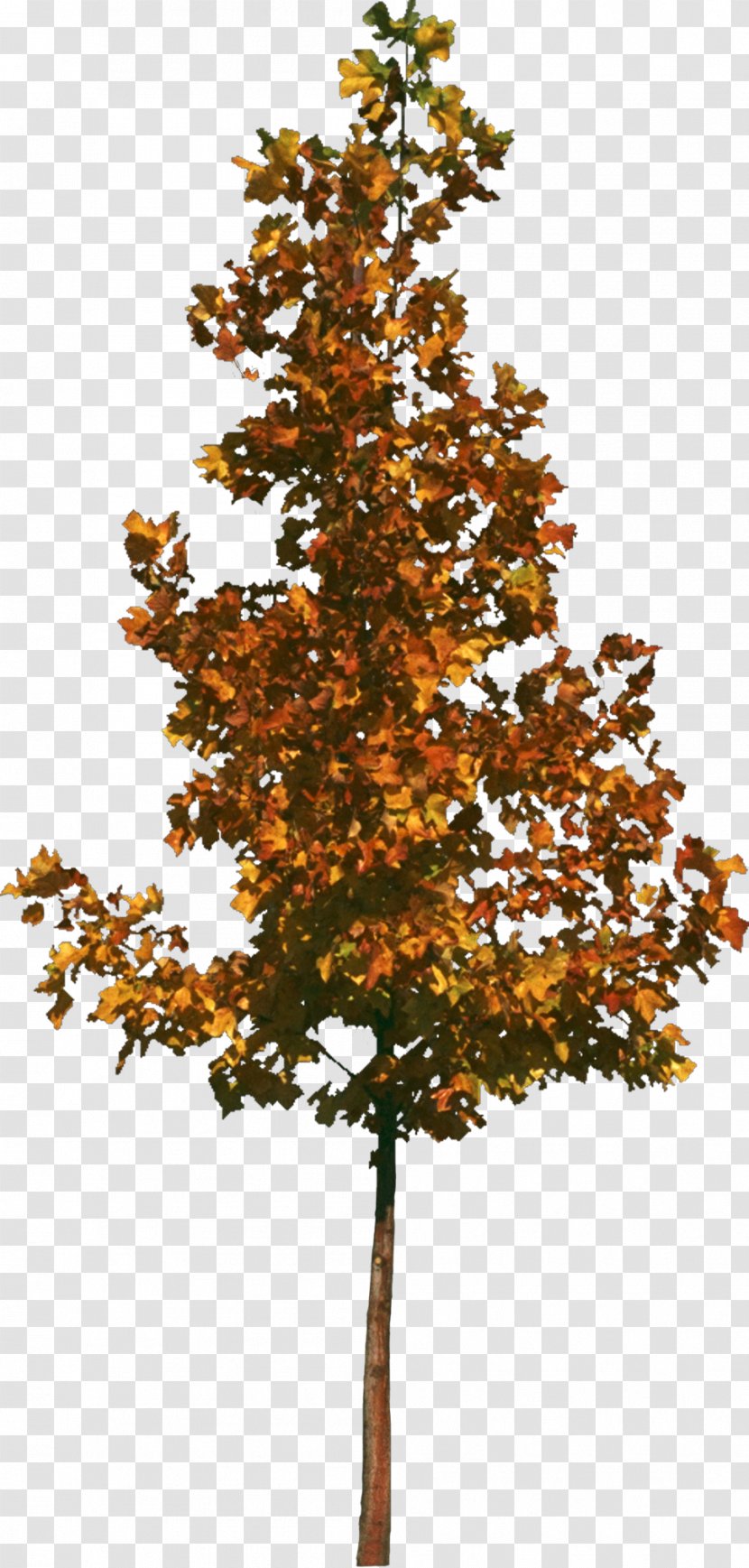 Tree Texture Mapping 3D Computer Graphics - Photography - Bushes Transparent PNG