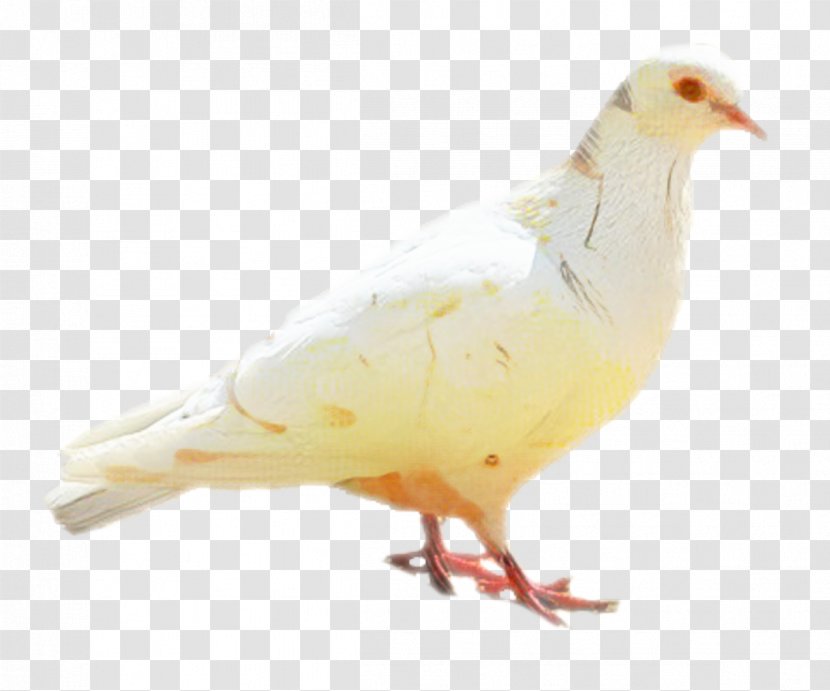 Chicken Cartoon - Feather - Pigeons And Doves Yellow Transparent PNG
