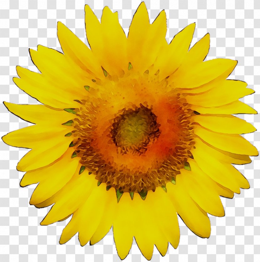 MediaWiki Vector Graphics Logo Image Wikimedia Commons - Daisy Family Transparent PNG
