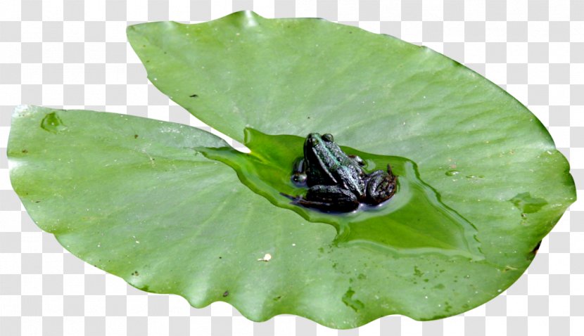 Pacific Tree Frog Leaf Sacred Lotus - Pond Frogs - Lily Pads Transparent PNG