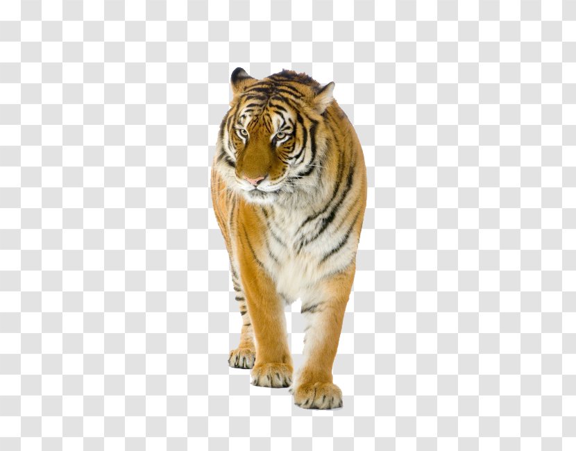 Bengal Tiger Siberian Lion Stock Photography - Terrestrial Animal Transparent PNG