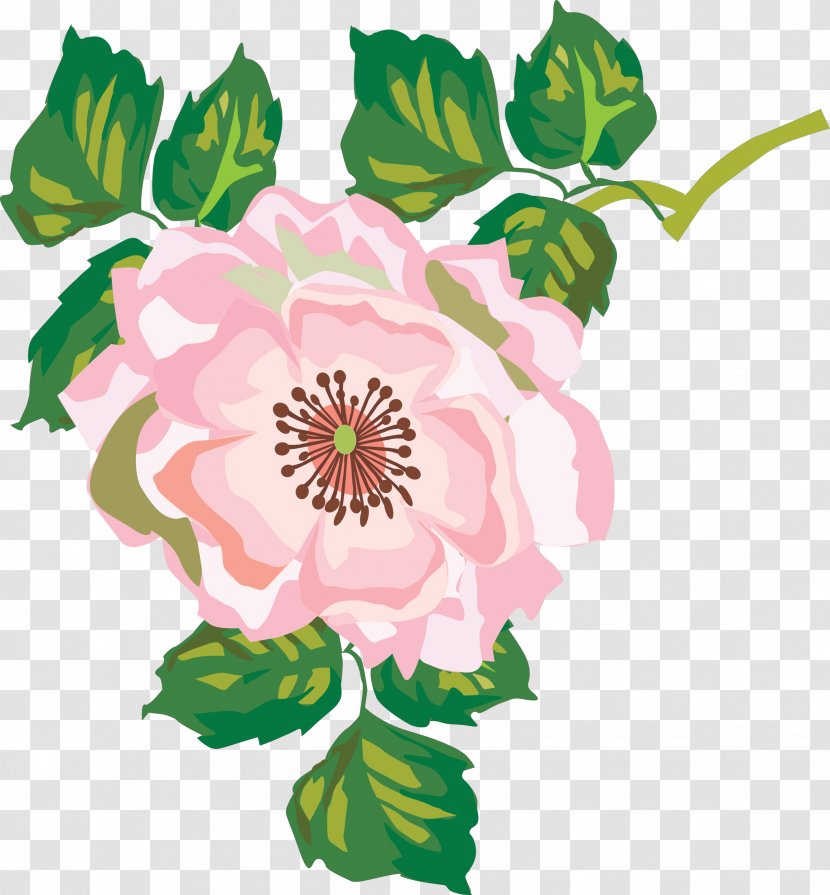 Floral Design Pink Cabbage Rose Flower Clip Art - Flora Transparent PNG