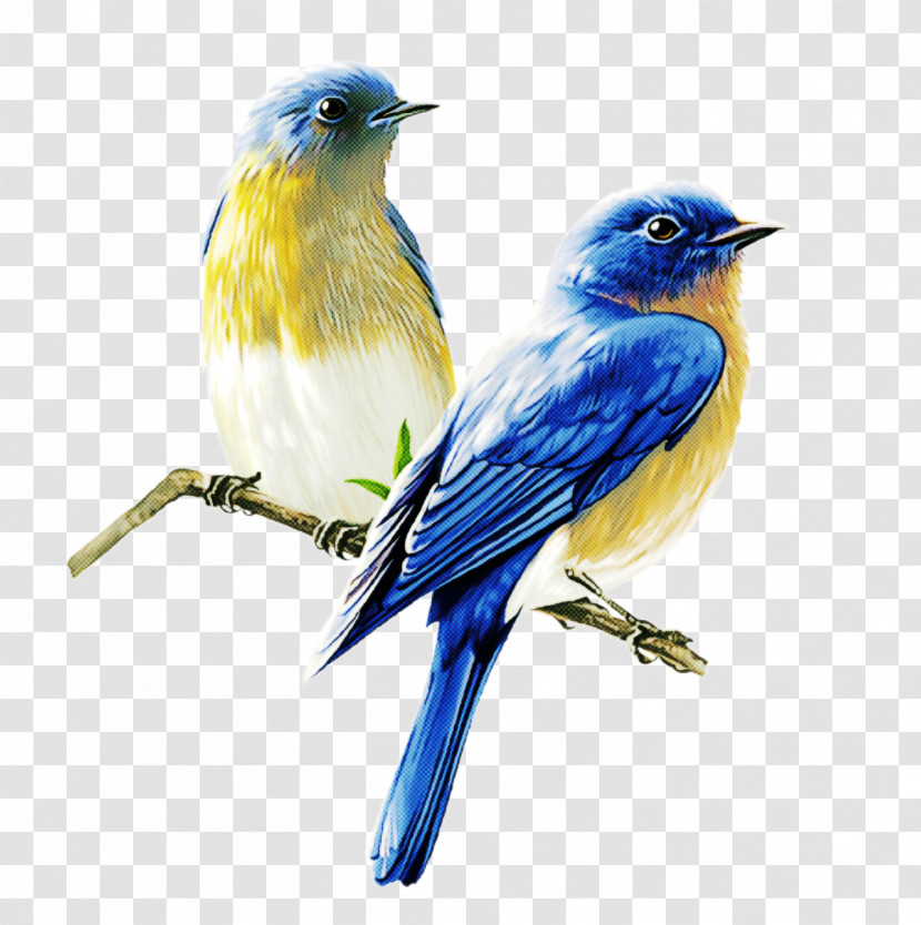 Bird Bluebird Mountain Bluebird Beak Songbird Transparent PNG