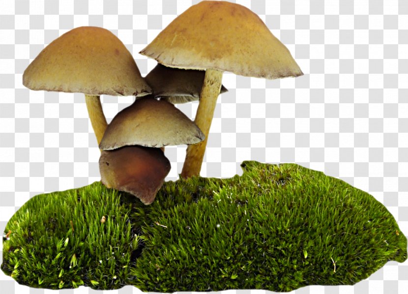 Mushroom Fungus Food - Edible Transparent PNG