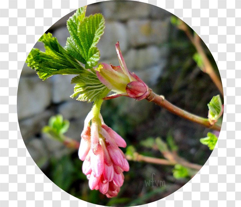 Flowering Plant Plants - Flora - Greet The Spring Transparent PNG