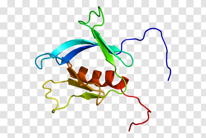 PLEKHA6 Protein Pleckstrin Homology Domain Gene Human - Silhouette - Watercolor Transparent PNG