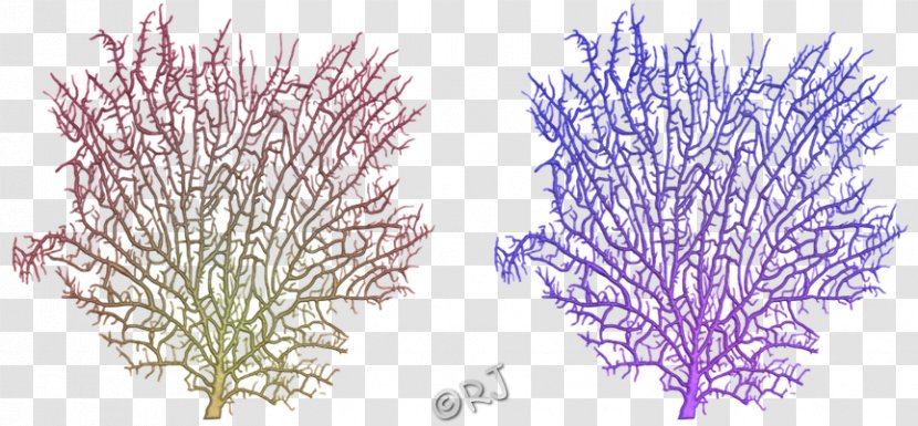 Line Aquarium Tree - Organism - Sea Coral Transparent PNG