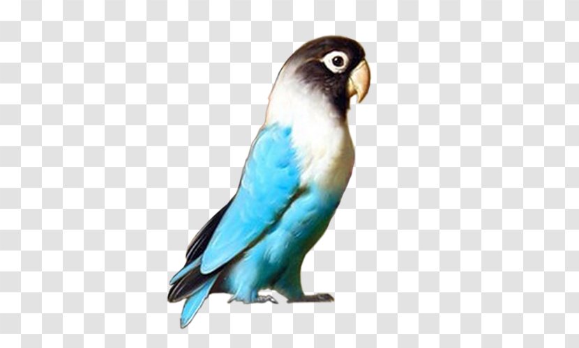 Budgerigar Lovebird Parrot Parakeet - Bird Transparent PNG