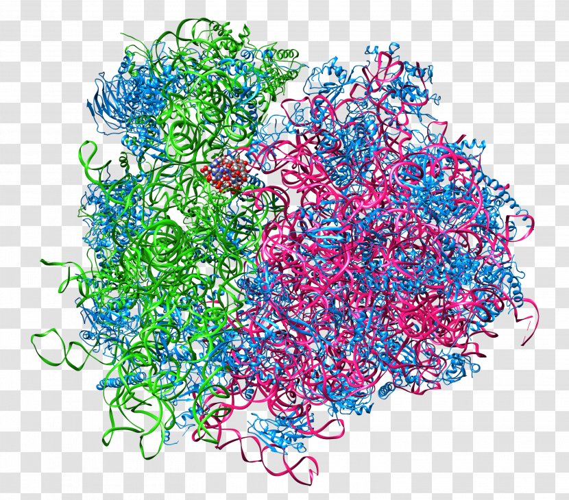 Ribosome Ribosomal RNA Cell Protein Biosynthesis Polysome - Start Codon Transparent PNG