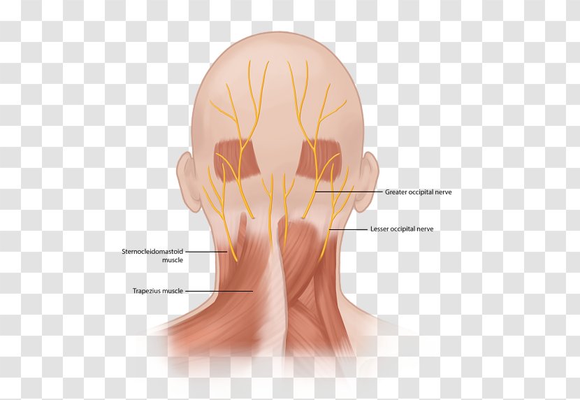 Occipital Neuralgia Greater Nerve Third - Peripheral Neuropathy - Forehead Anatomy Transparent PNG