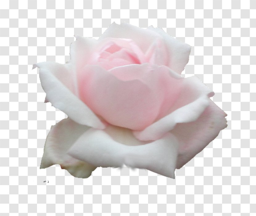 Garden Roses Cabbage Rose Floribunda Cut Flowers Petal - Rosa Centifolia - Pastoral Style Transparent PNG