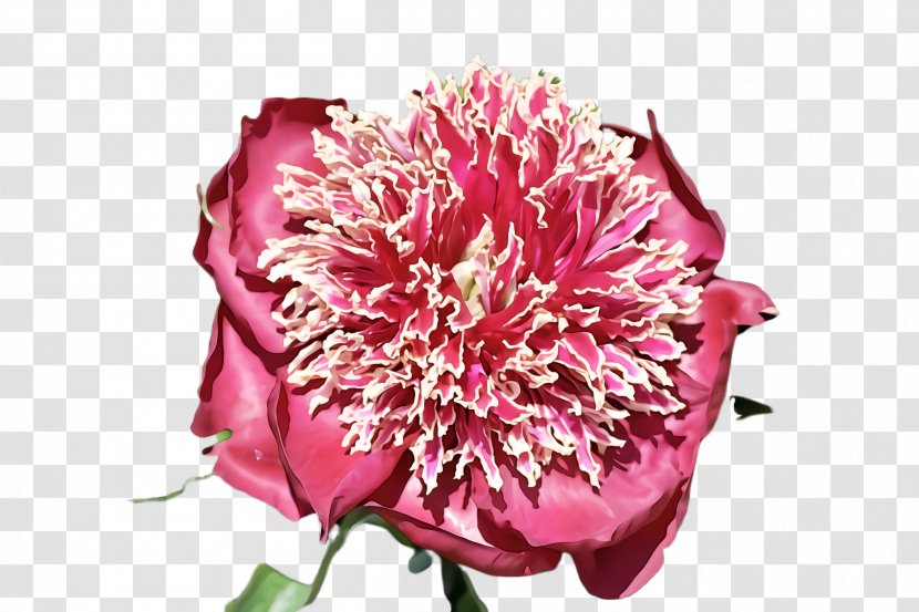 Flower Plant Pink Petal Cut Flowers - Peony Carnation Transparent PNG