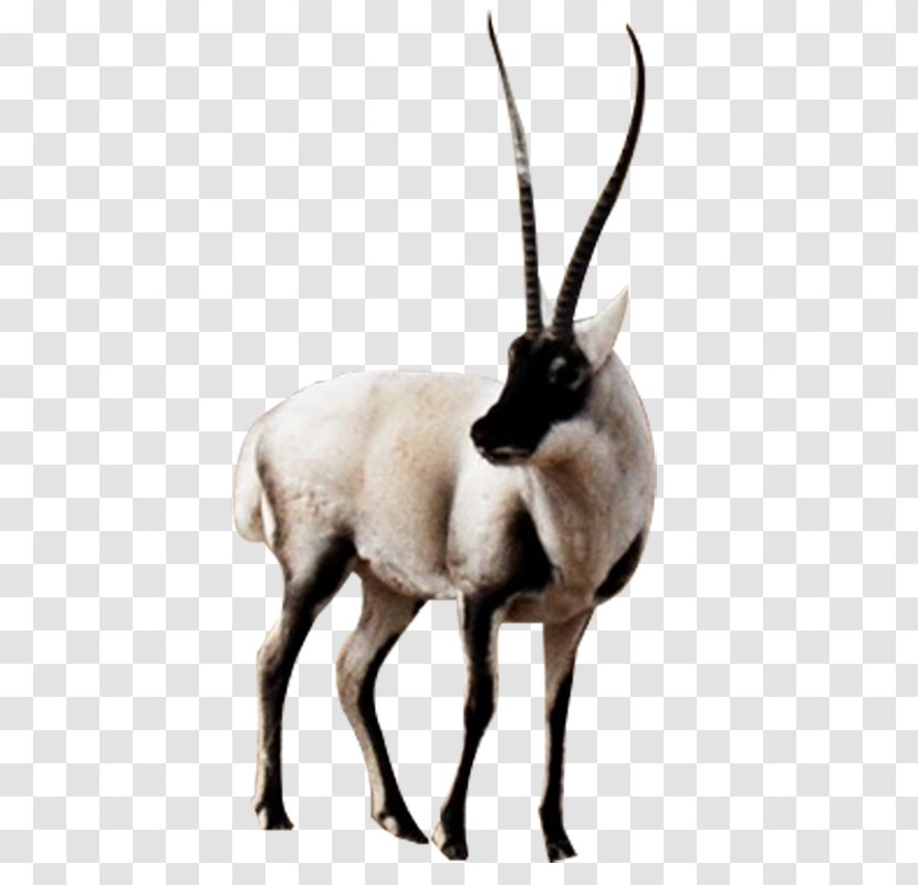 Tibetan Antelope Animal Sauvage - Oryx - Horned Sheep Material Transparent PNG