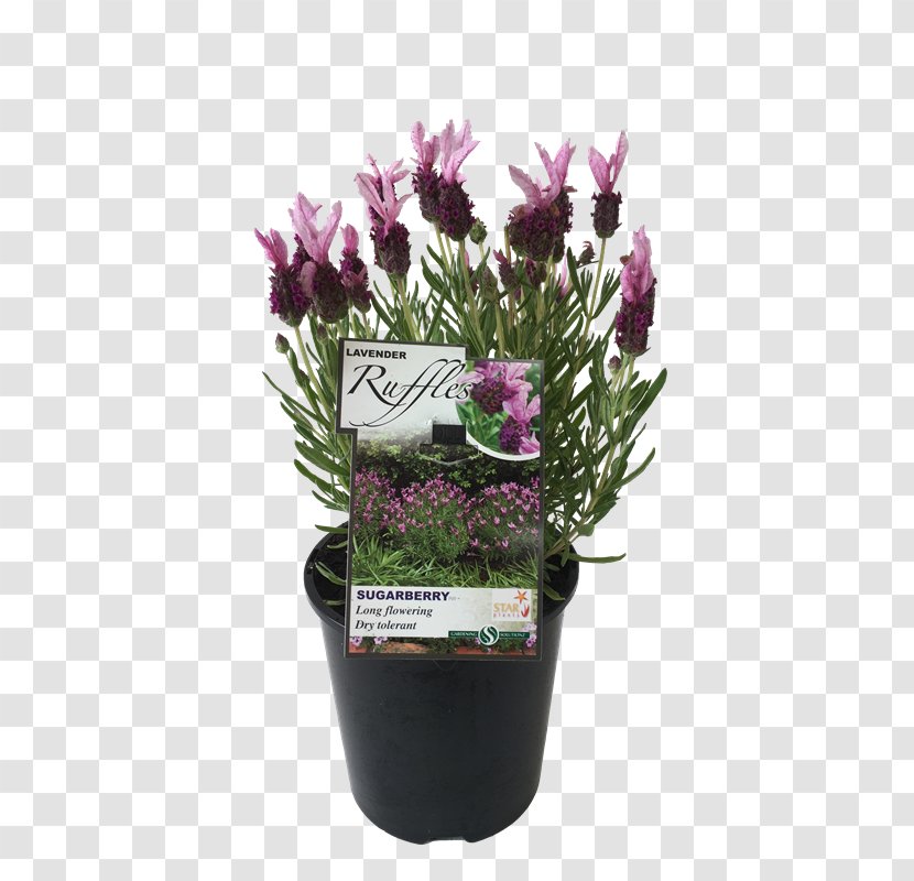 French Lavender Flowerpot Cutting Violet - Flowering Plant Transparent PNG