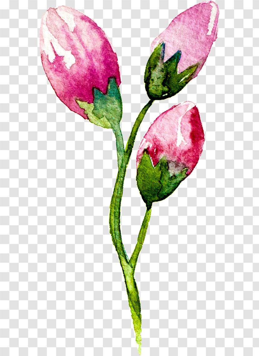 Creative Watercolor Watercolour Flowers Watercolor: Painting Bud - Flower Transparent PNG