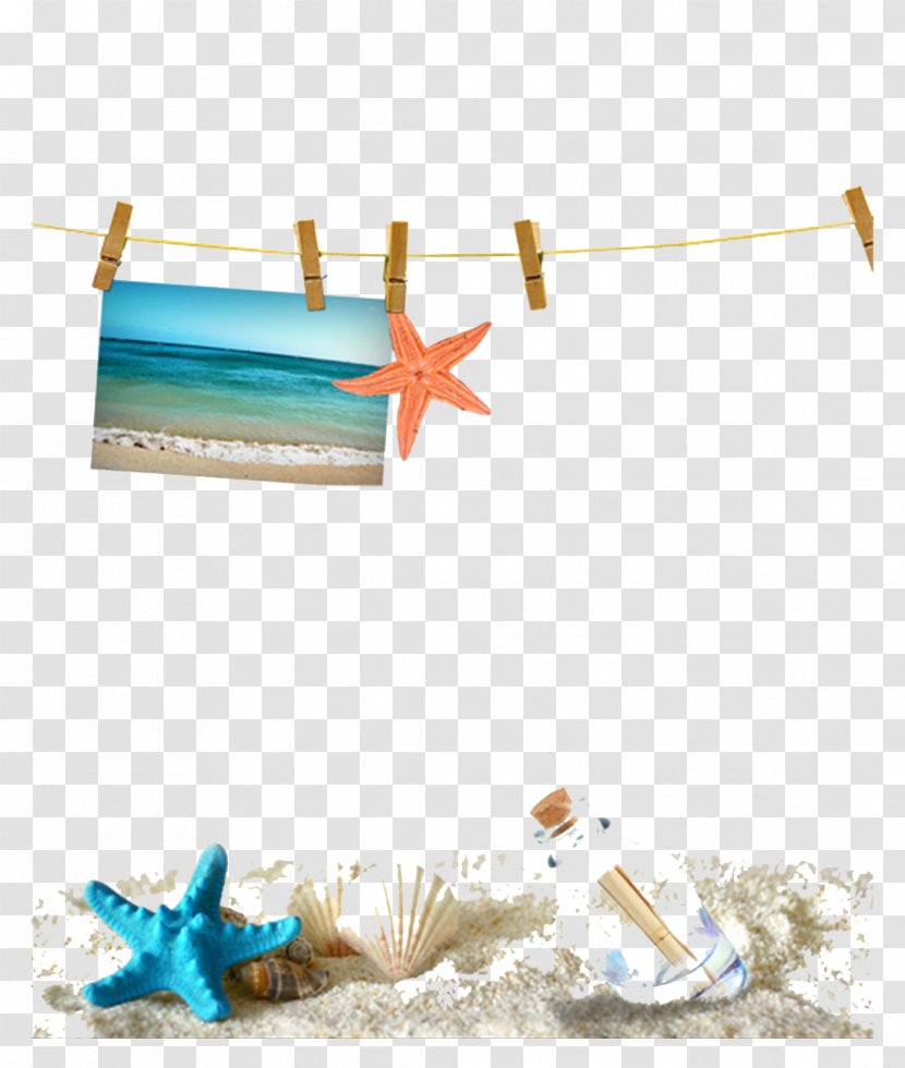 Sandy Beach Seashell Web Template - Starfish - Photo Decorative Material Transparent PNG