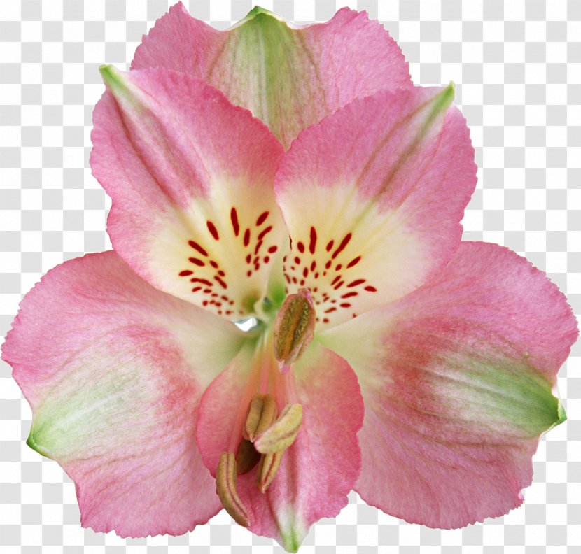 Flower Lily Of The Incas Petal Green Pink - Plant - Iris Transparent PNG