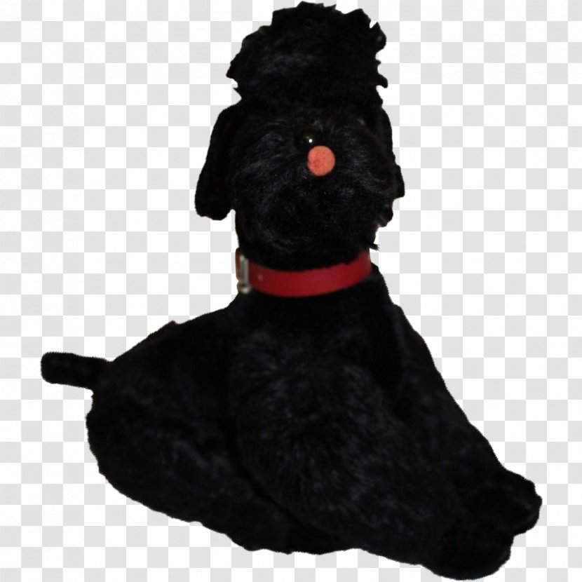 Scottish Terrier Schnoodle Black Russian Portuguese Water Dog Breed - Carnivora - Poodle Transparent PNG