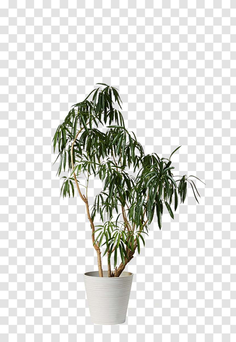 Houseplant Dwarf Umbrella Tree Flowerpot - Plant Transparent PNG